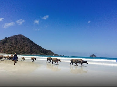 Wisata Pantai Selong Belanak Lombok Wisata Pantai Selong Belanak Lombok