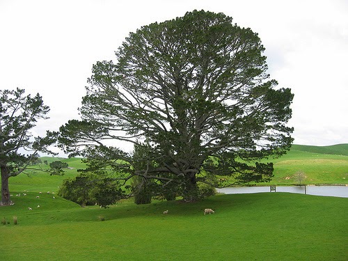The big tree from Lord of the Rings