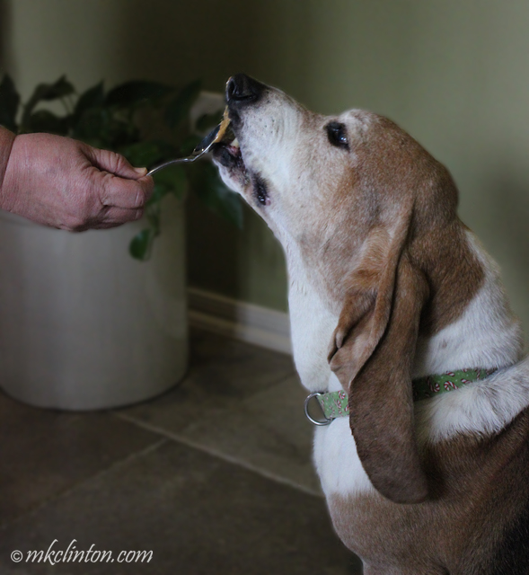 dog licking Pawnut Butter from spoon