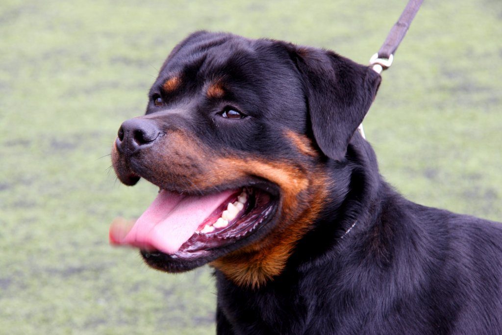 Rottweiler's Kingdom The 9 Most Expensive Purebred Dogs Ever