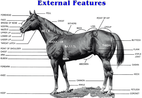 Horse Information from the Web: October 2012 hores diagram 