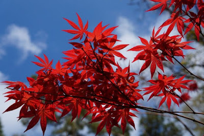 piante-da-giardino-con-foglie-rosse-acero-rosso