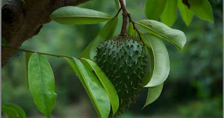 khasiat-manfaat-daun-sirsak