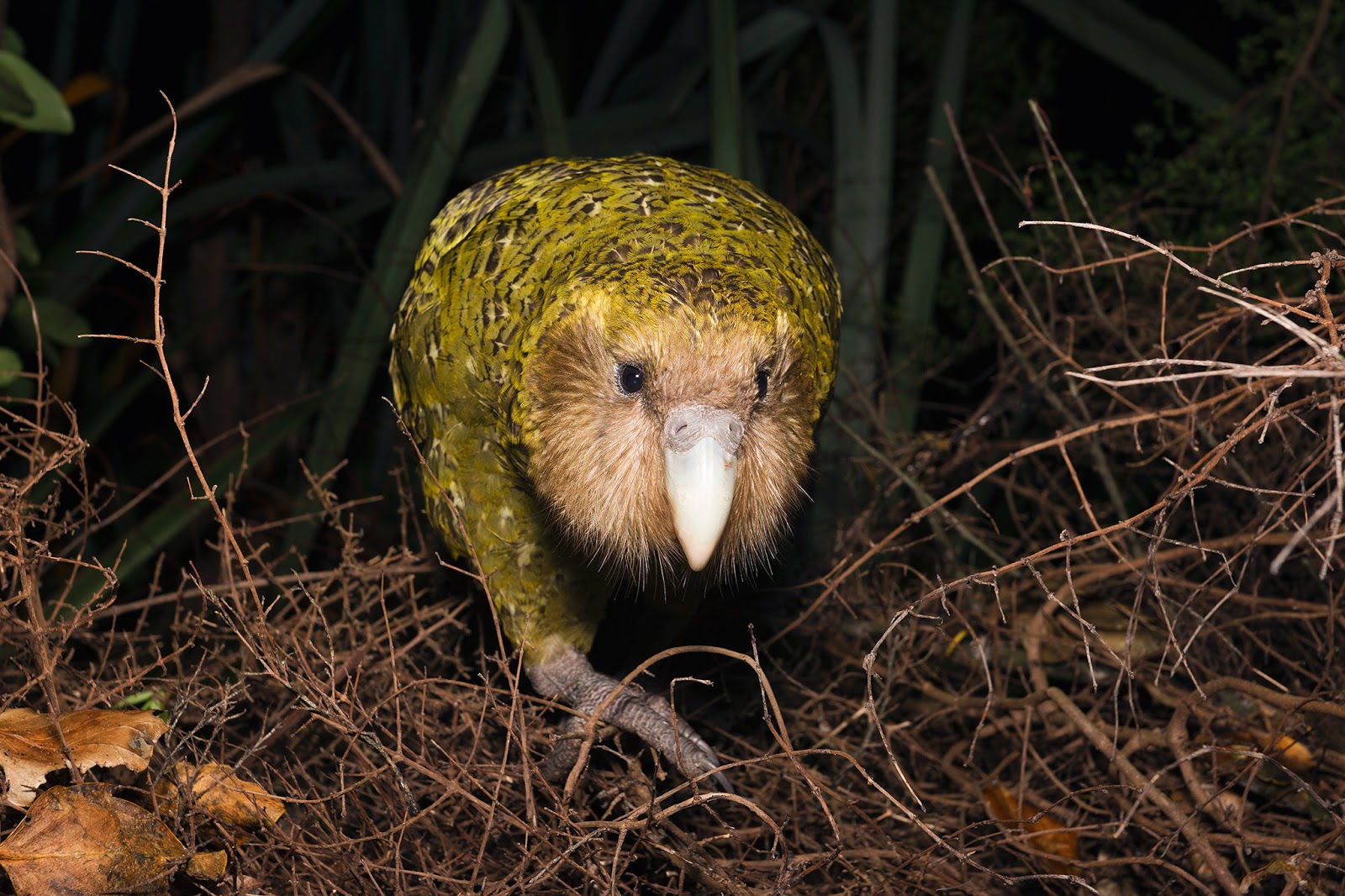 Kakapo SNSH