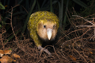 Kakapo - SNSH