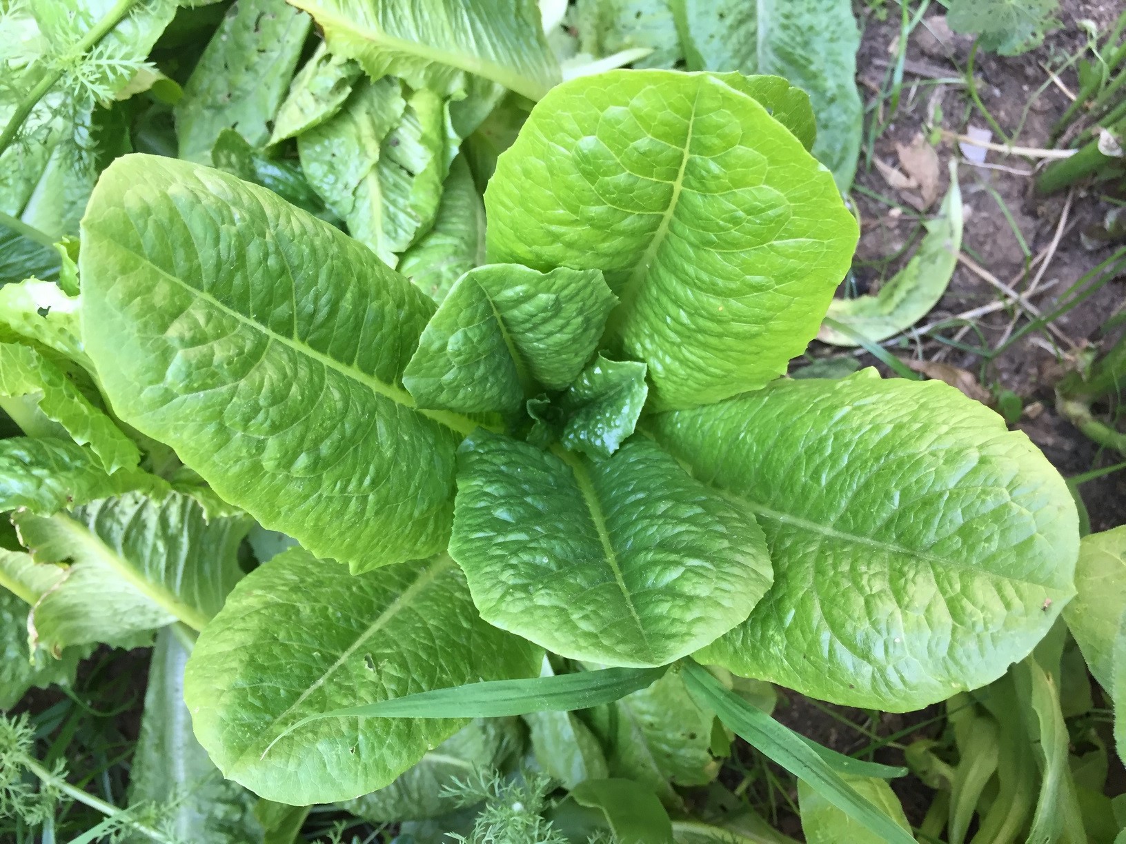 How To Grow Romaine Lettuce