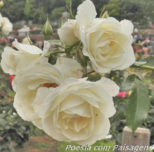 lindas rosas brancas