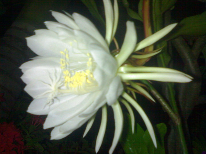  gambar bunga wijayakusuma  XTRA TWO