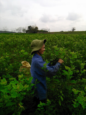 Nghề trồng dâu nuôi tằm ở xã Thiệu Quang