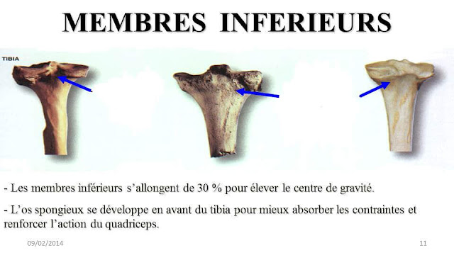 les os member inférieur ( عظام الطرف السفلي ) Slide11