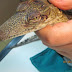 Crocodylus niloticus βρεθηκε στην αχαρνων!