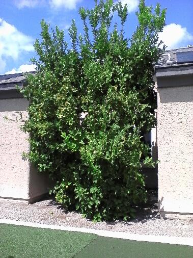 Xtremehorticulture of the Desert: Successful Lemon Tree Growing in Las