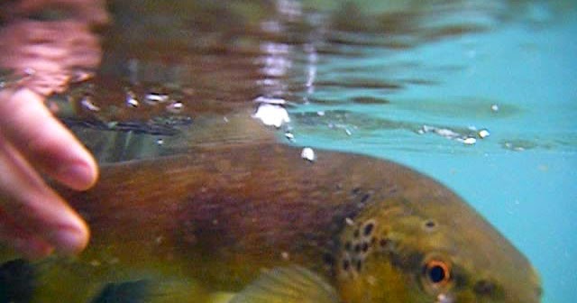 Tramos De Pesca Intensiva De Aragón O2natos Viajes De Pesca A Mosca Vídeos Y Fotos De Pesca A Mosca