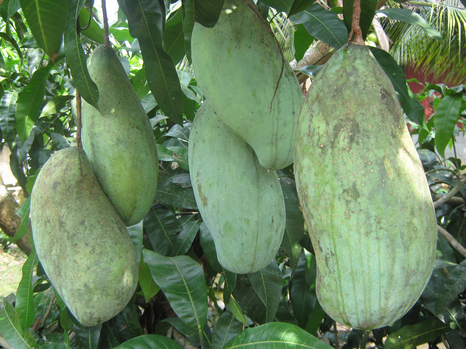 apesaje: buah pelam besar ni utk sukasuki.... heheh