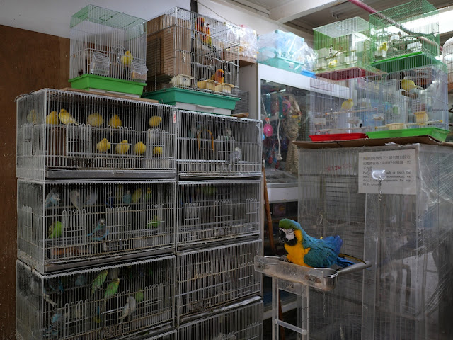 birds at Kwan Kee Birds & Small Animals