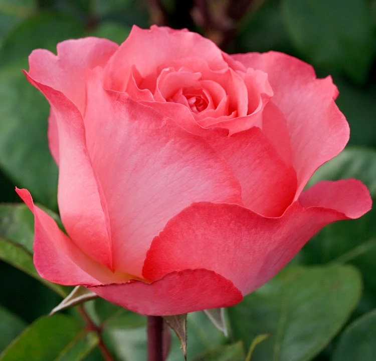 Mesmerizing Rose Hair Oil Capture Collection