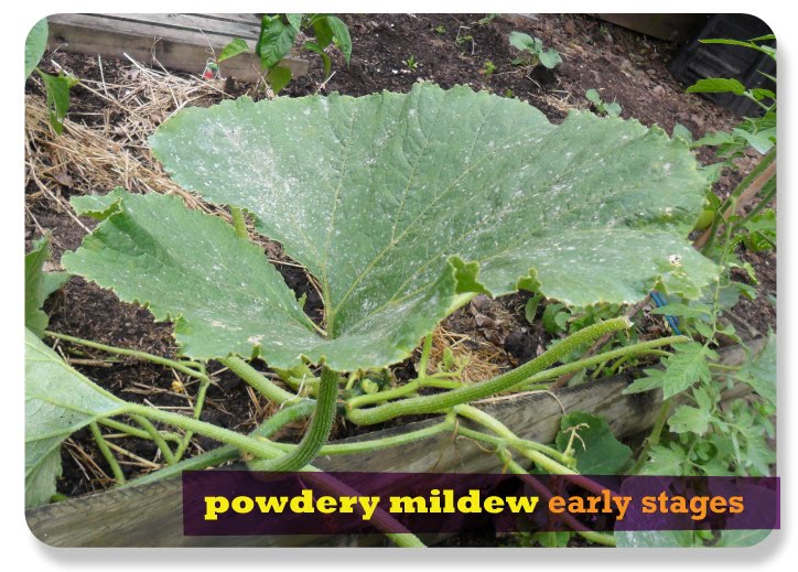 Nonnie's Blog Blights powdery mildew on pumpkin plants