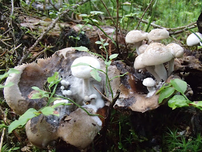 grzyb rosnący na grzybie, grzyby w lipcu, grzyby 2016, Asterophora lycoperdoides grzybolubka purchawkowata