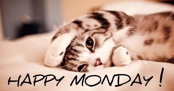 Monday Cat Pictures Monday Cat Pictures