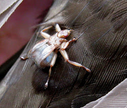 swifts louse swift lousey lousy weather pallida fly