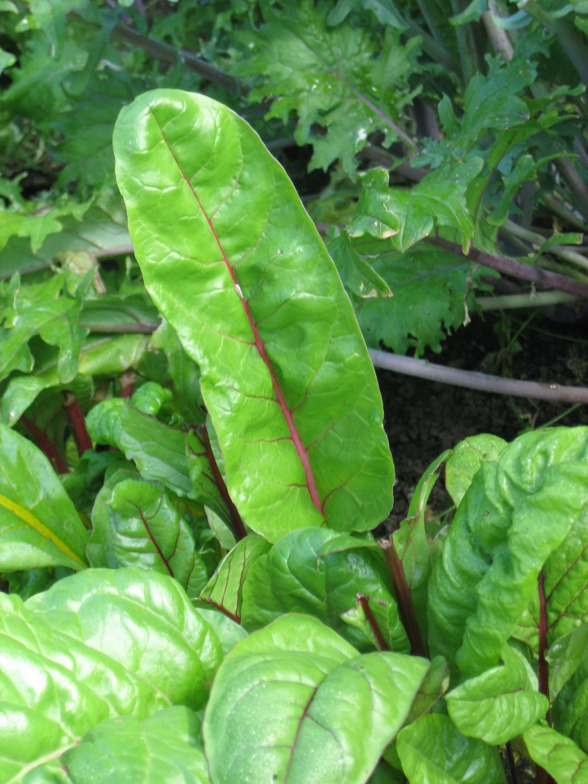 Pureed Pzazz Sweet Potato and Swiss Chard Soup