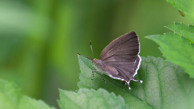 6 度の分離: スタン・リーからチャポリン・コロラドまで