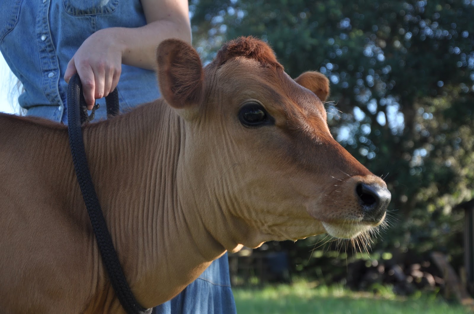 FOR SALE! AJCA Jersey Heifer Feldman Family Pansy