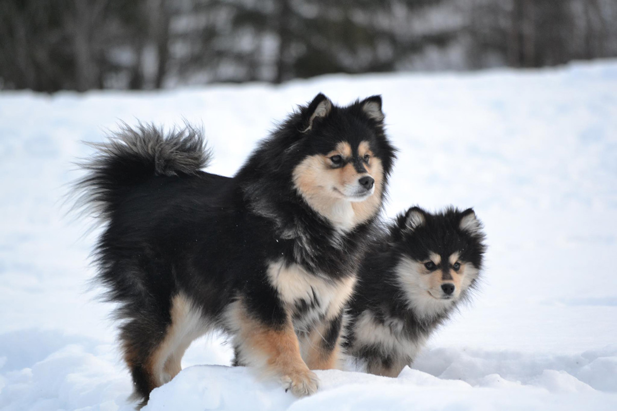Finnish Lapphund Breed Profile Australian Dog Lover