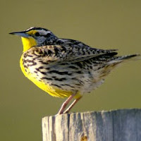 meadowlark - bird