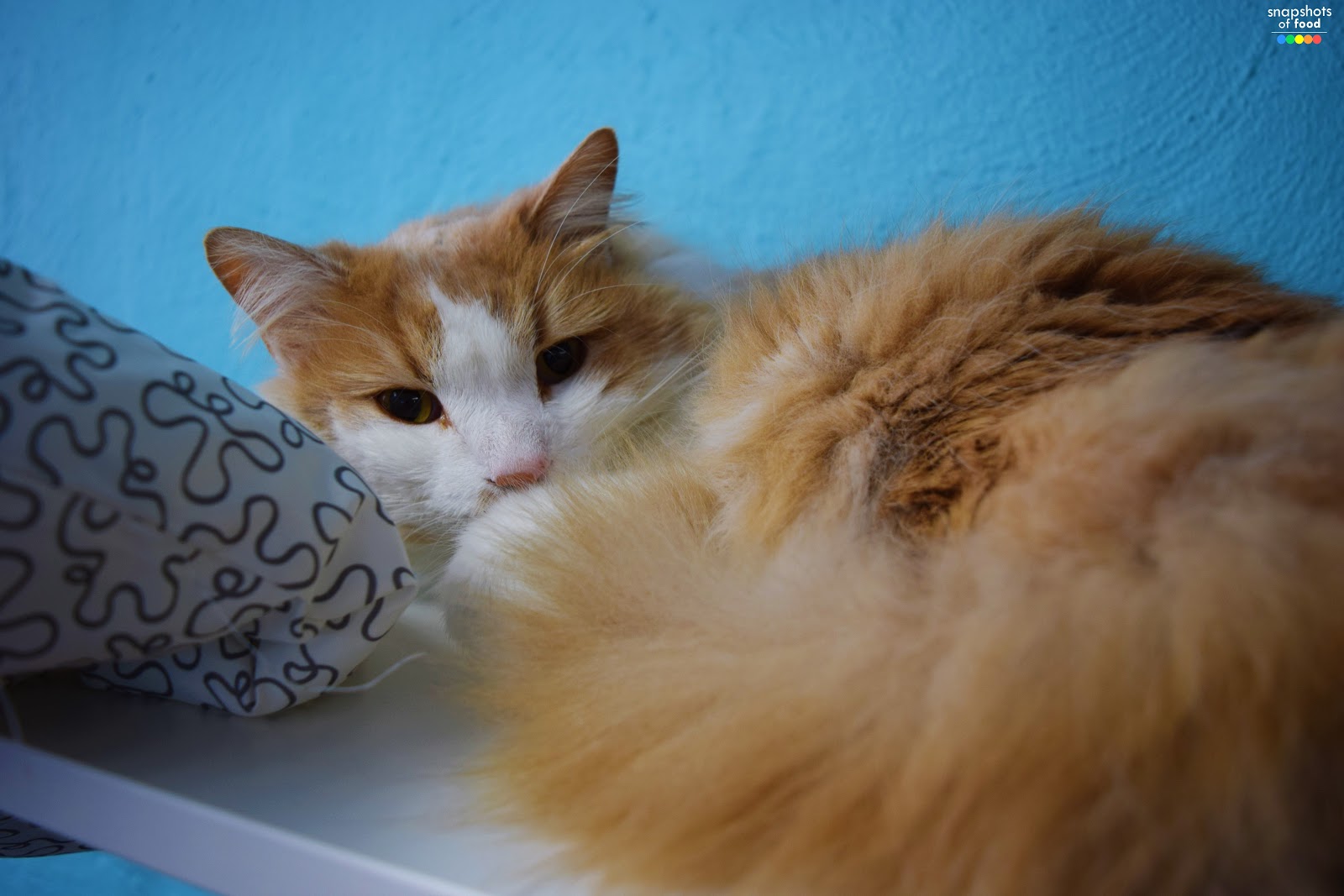 Catmosphere Sydney Cat Cafe Surry Hills