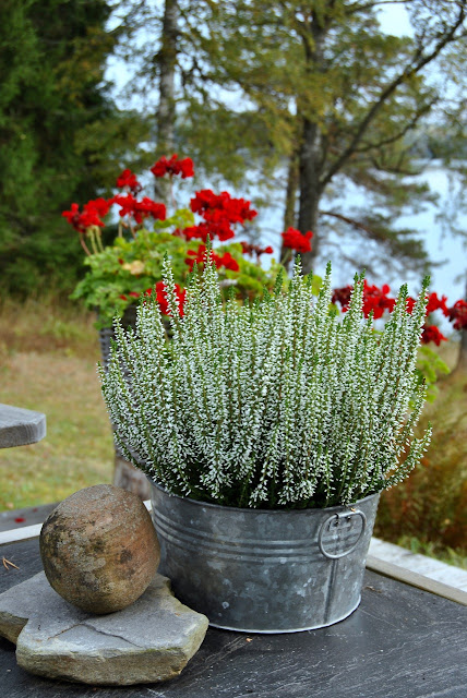 Vit höstljung Calluna vulgaris
