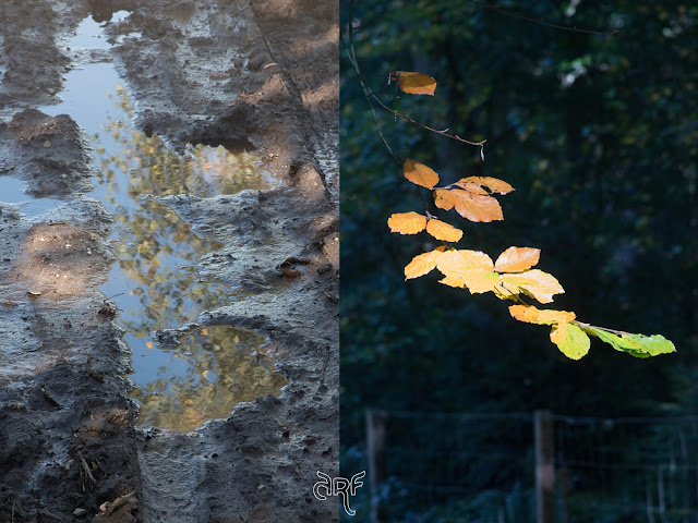 puddle and autumn leaves