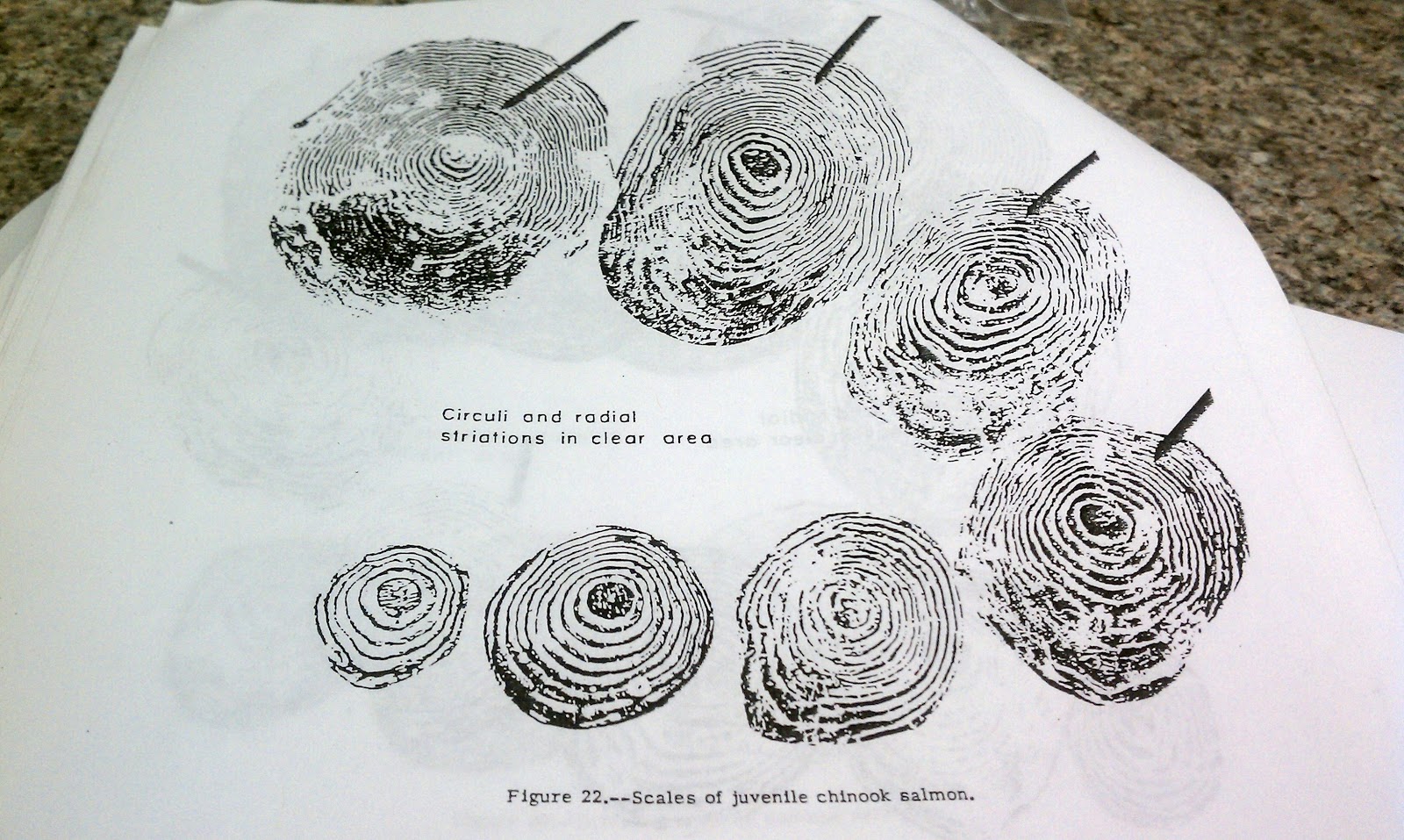 Nature in a Nutshell: A Lesson: Aging Fish Scales