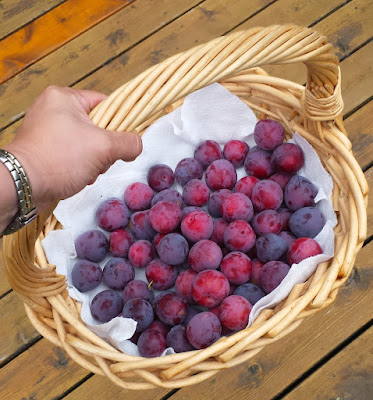 Modest Methley Japanese plum harvest.