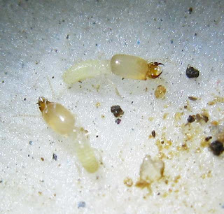 Soldiers of Labritermes termite