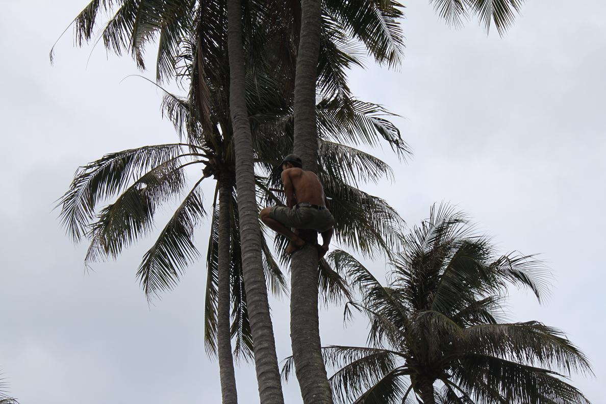 Kate McVaugh's Rambles Coconut Tree Trimming