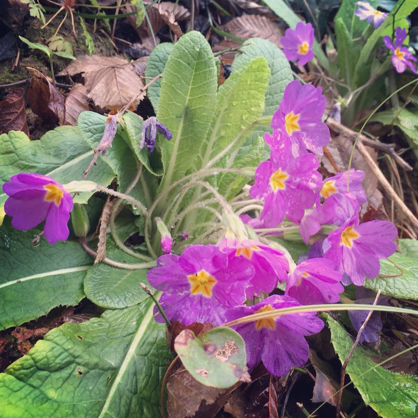 Asli Oktener Dag Cicekleri Ile Baslayan Yolculuk