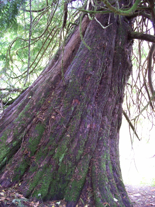 Vancouver Island Big Trees MultiCentury Cedars Canada's Largest