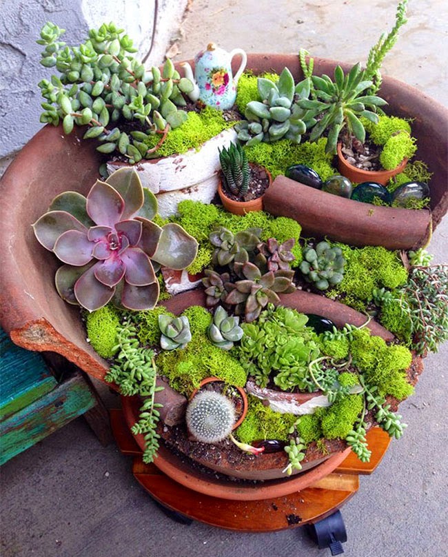 cool-broken-pot-plants-cacti.jpg