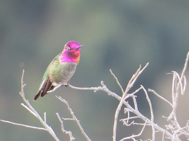 Bird watching Bay Area: hummingbird