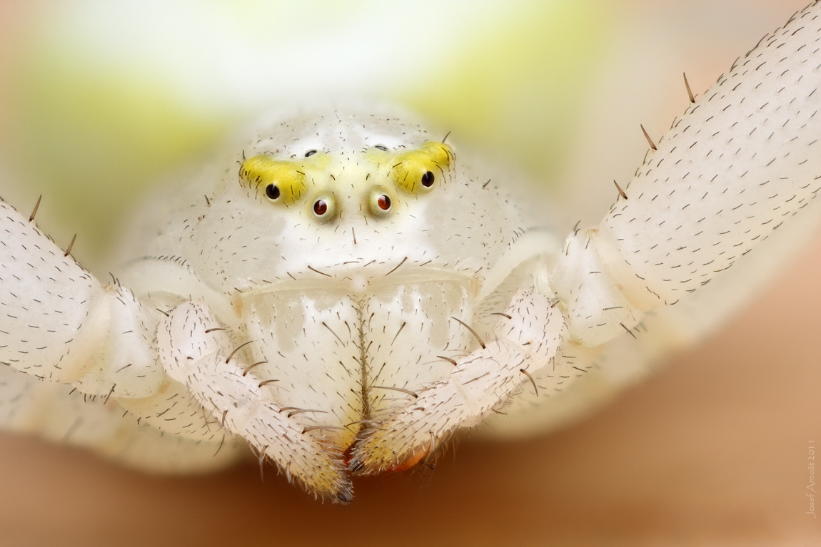 Белый паук красивые фото и картинки