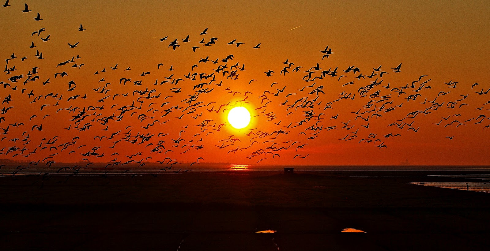 album fotografia vogelschwarm im sonnenuntergang