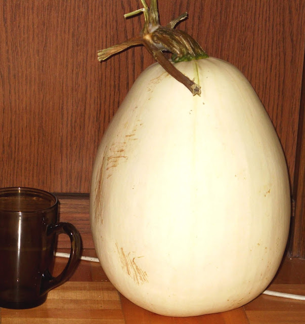 Silver-seed Gourd - Cucurbita argyrosperma