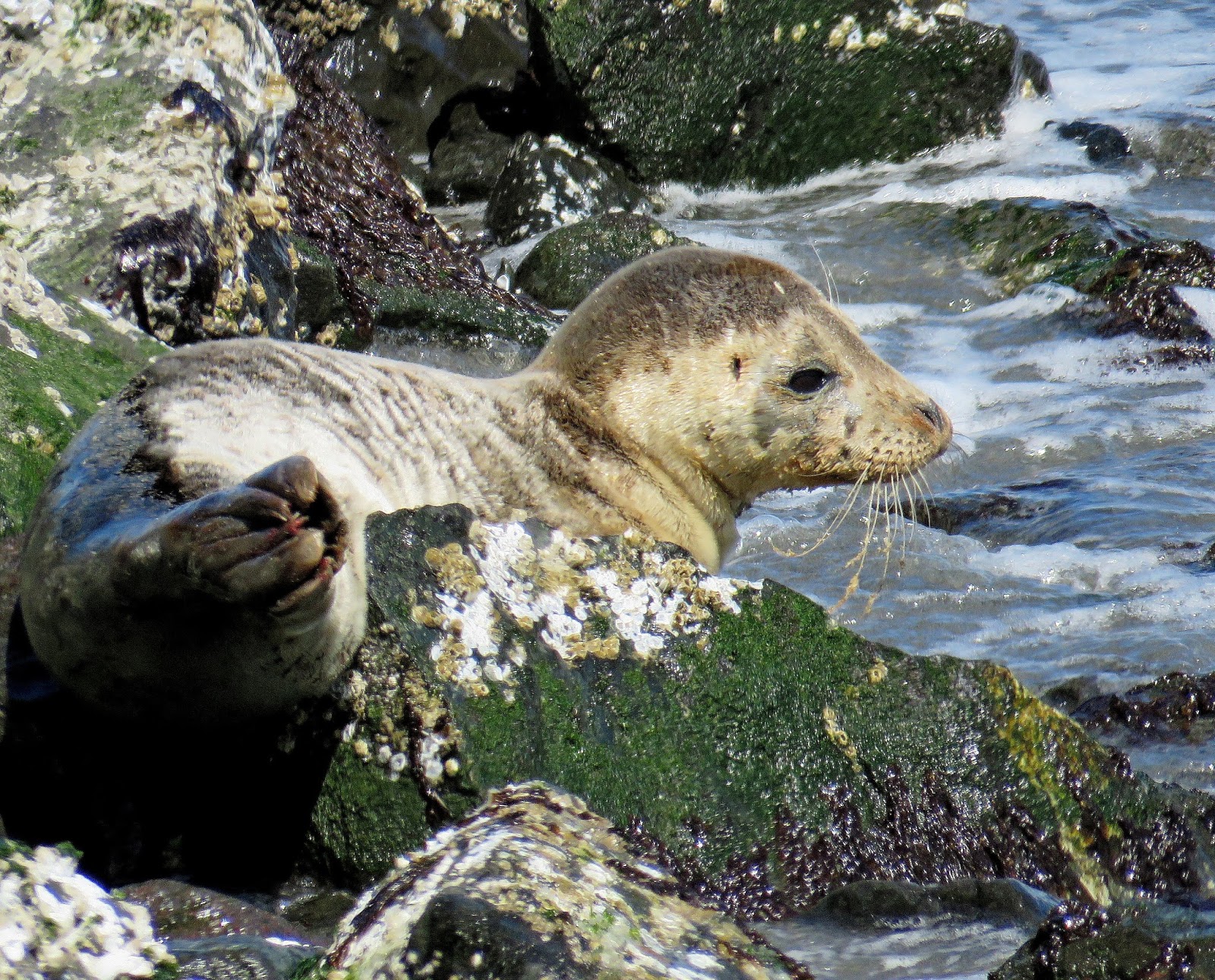 Buzz's Marine Life of Puget Sound: May 7, 2017