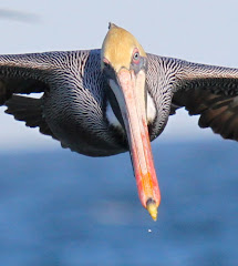 I flew with this pelican! photo by Jeff Byrd