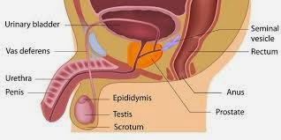Image Ada Kutil Di Kulit Testis