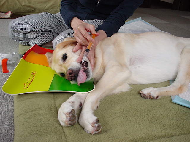 今歩いてるこの道がいつか懐かしくなるだろう エルと過ごした日々 犬用ポカリ 2