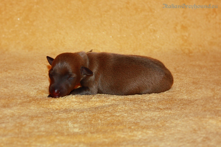Italian Greyhounds Puppies kennel Stupor Mundi