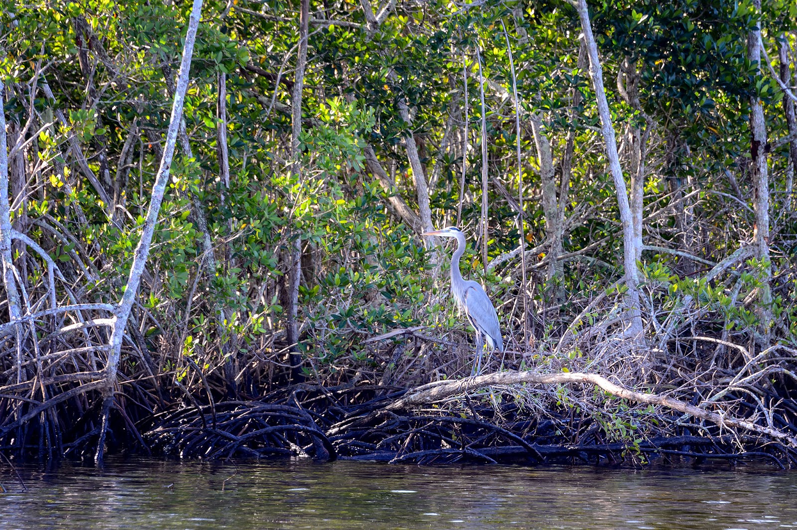 Bubba's Garage: Visiting Port of the Islands for Manatees