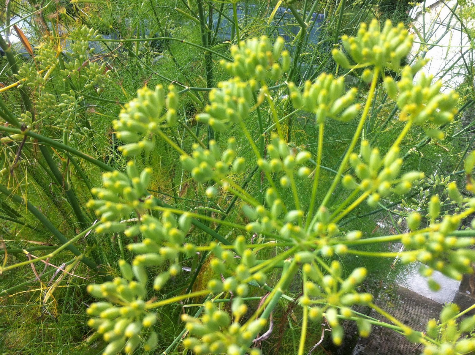 French Cooking School Fennel Harvest